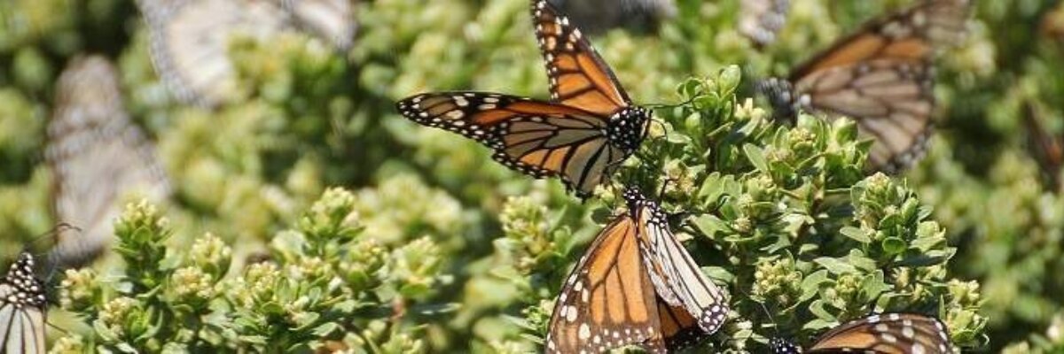 Wendy Caldwell monarchs basking in Mexico 2018 IMG 3756 940x235