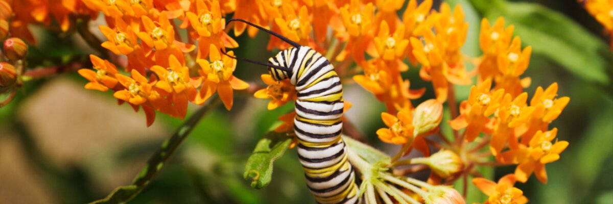 Monarch caterpillar on butterfly milkweed overview img