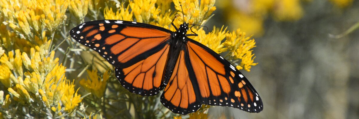 Monarch John Banks from Pexels web banner