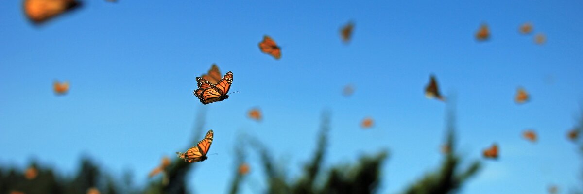 Monarch migration cicloco from Getty Images web banner