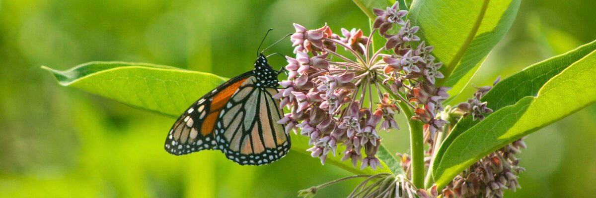 Get Involved header IMG 7421 Robert S