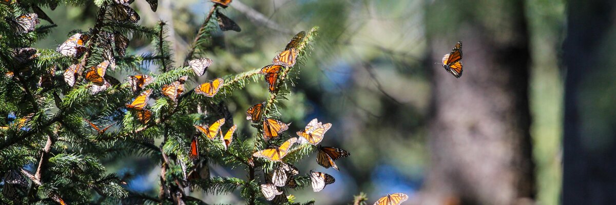 Monarchs in mexico webpage banner