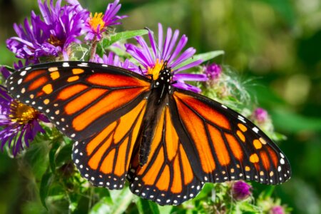 Monarch Butterfly Dantesattic overview