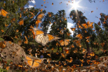 Monarch butterfly American Wildlife overview 1