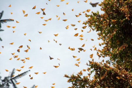 Monarch butterflies in Michoacan Robert Michael Canva overview image