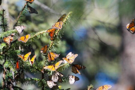 Monarchs in mexico webpage banner