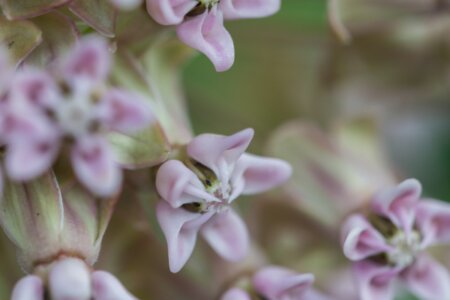 Common milkweed closeup