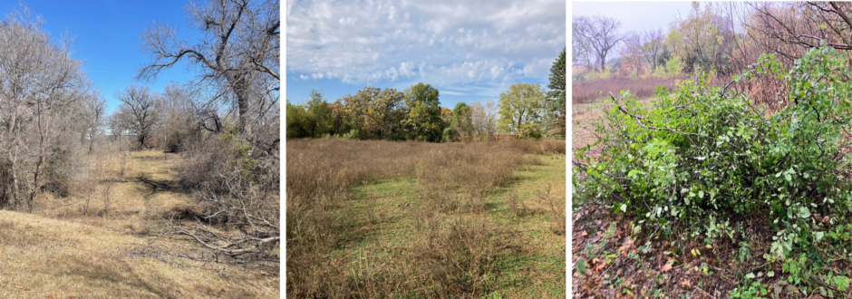 Bur oak savanna management