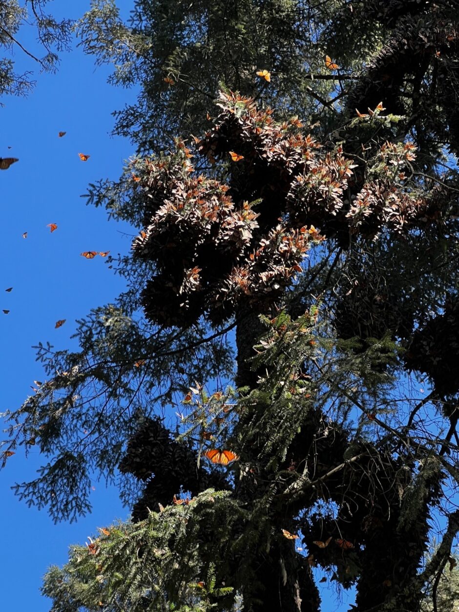Monarch clusters high in trees