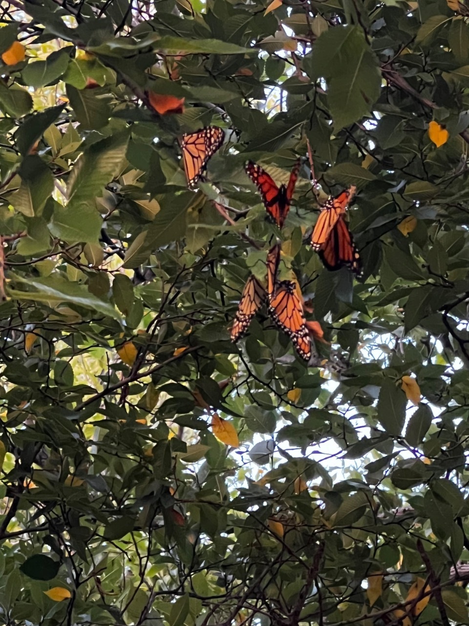 Monarchs roosting in Oklahoma (9-24-25)