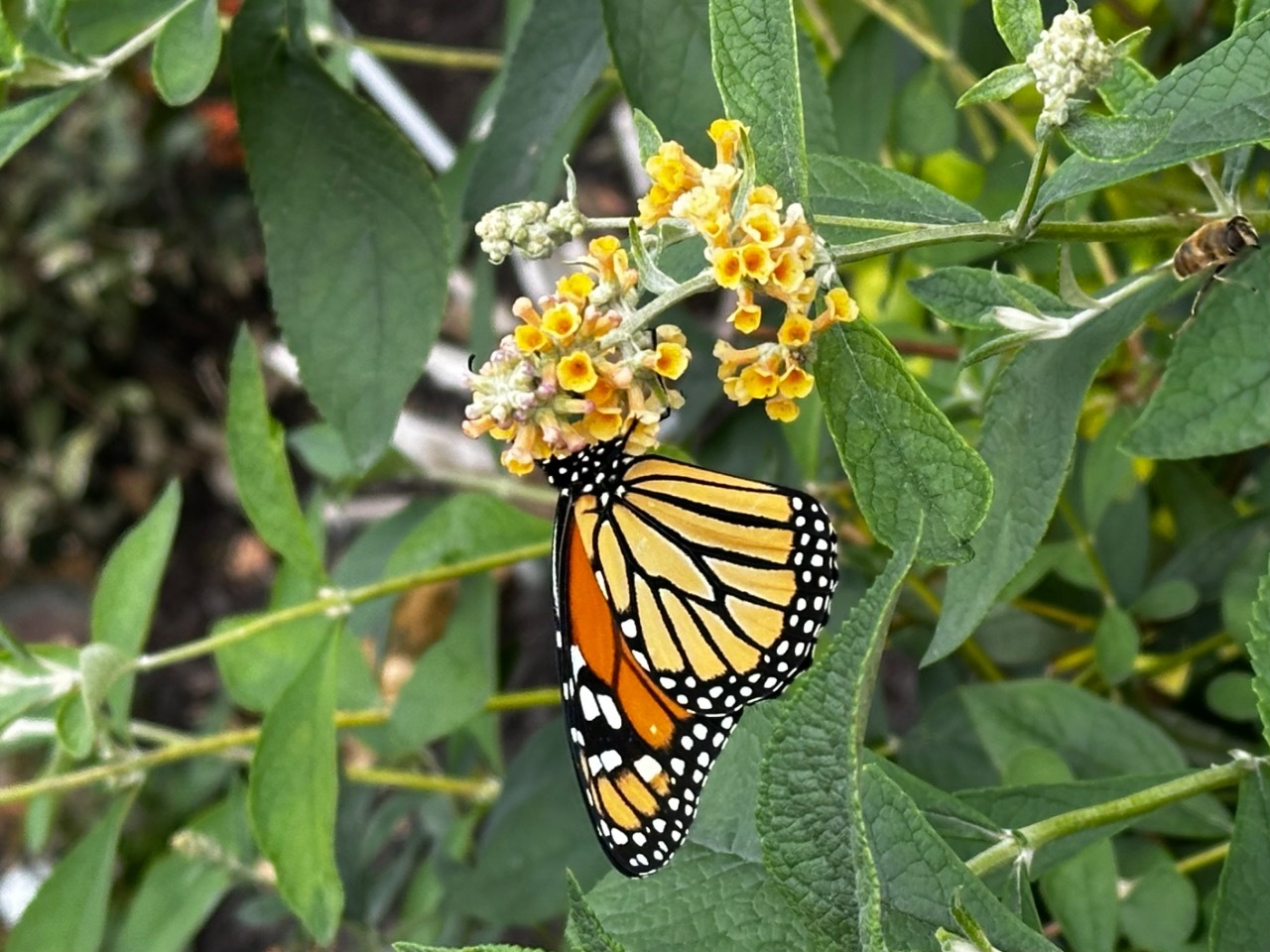 Monarch in Newton, Iowa