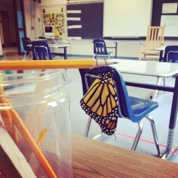 Monarch in Meg Becker's classroom
