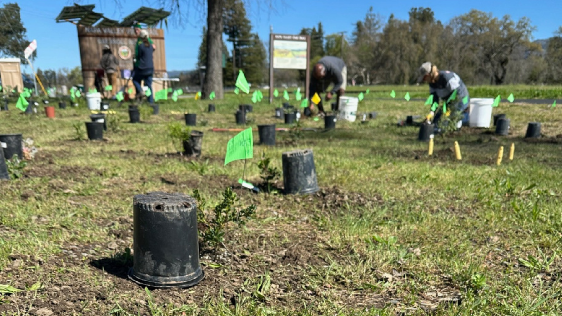 Planting at Napa Valley trail