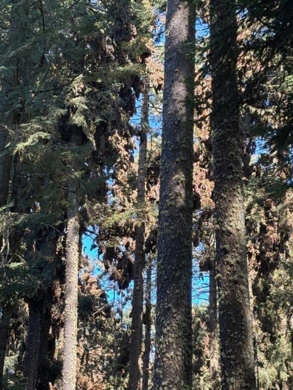 Monarchs in El Rosario Sanctuary