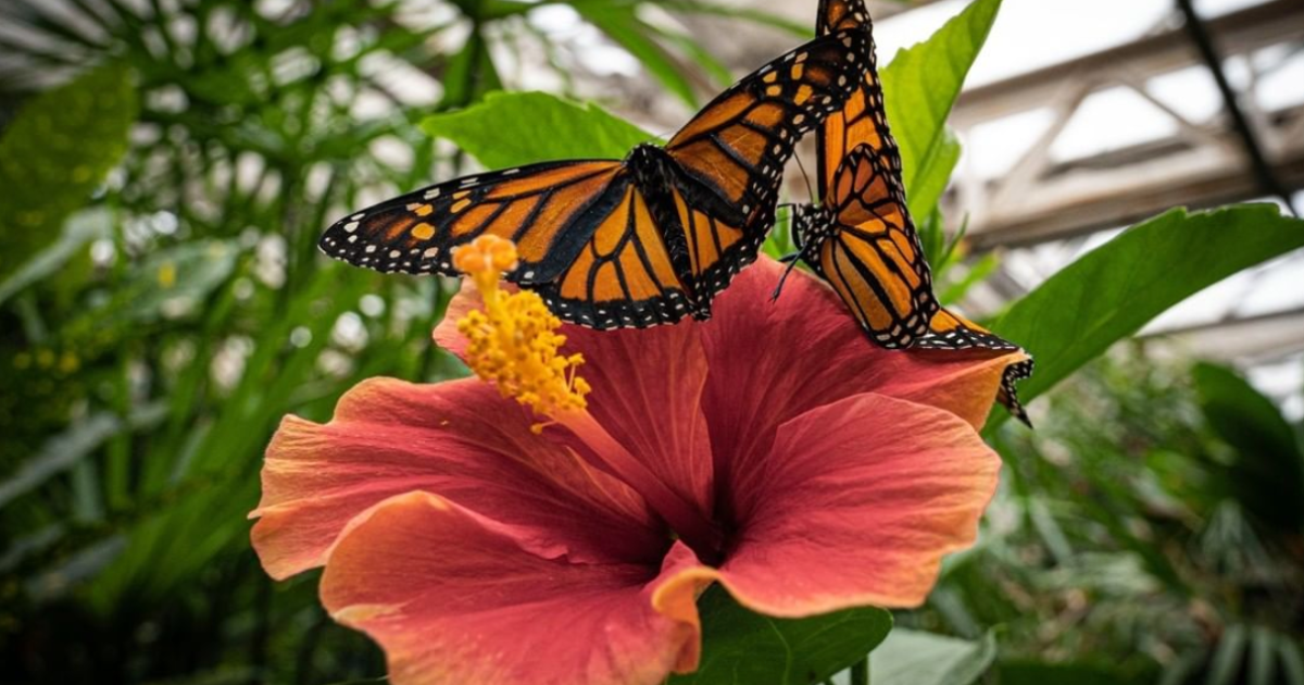 MJV Welcomes Butterfly Pavilion as a New… • Monarch Joint Venture