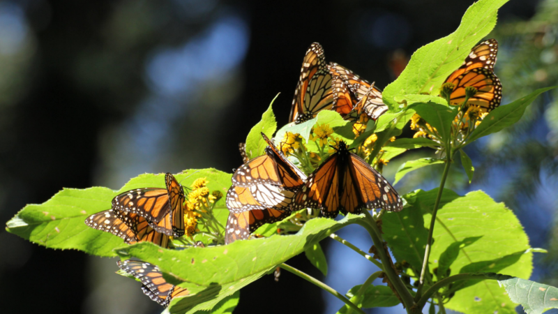 Eastern monarch overwintering population increases from last year