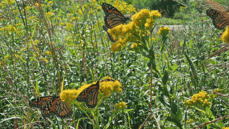 Growing Habitat and Community at Prairie Oaks