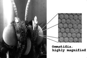 Adult Monarch Head with Curled Proboscis and Compound Eye