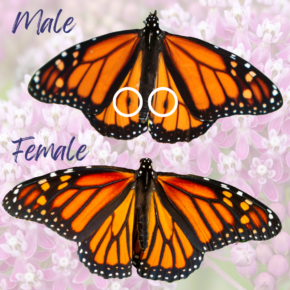 Male vs Female