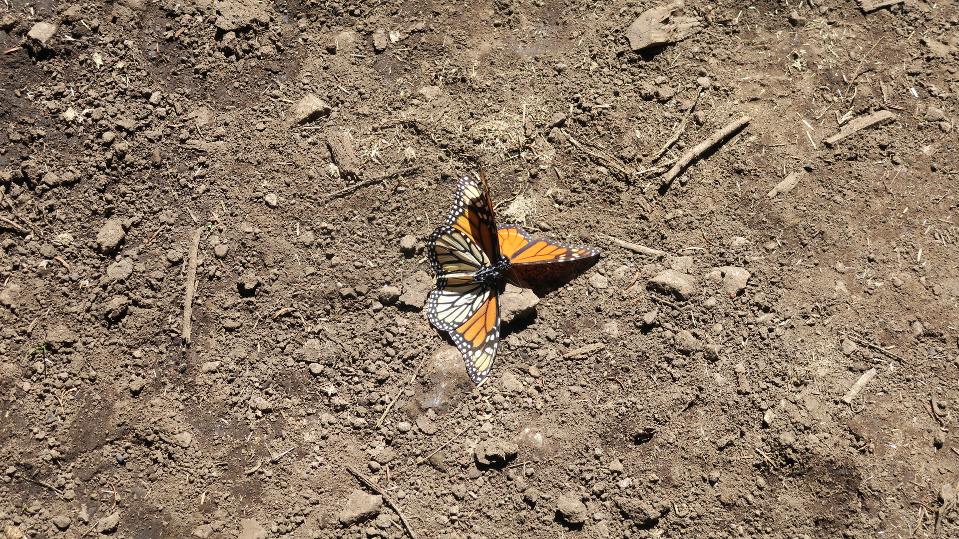 Two monarch butterflies together on the dirt.