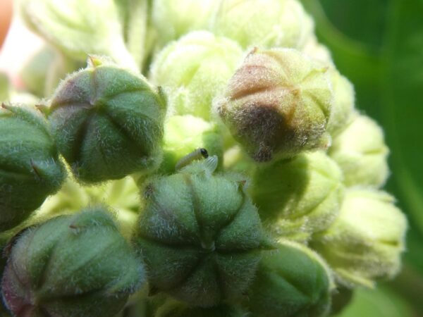 1st instar larva eating egg