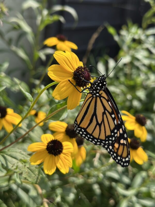 Male Monarch on Black eyed Susan