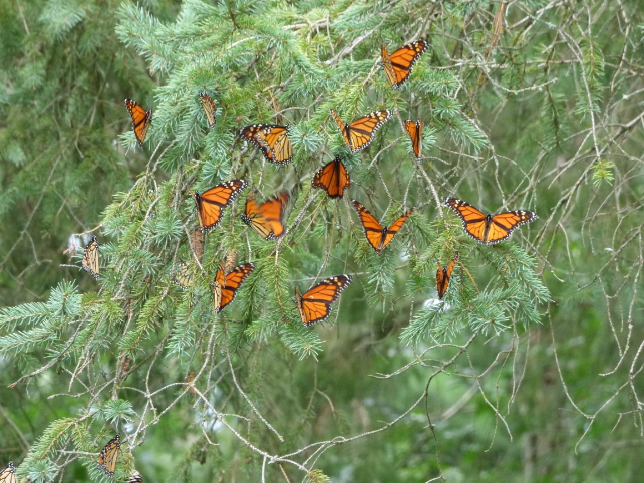 Monarch roost in Red Wing MN (08/23/25)